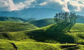 Kerala – Munnar Special 111 - Image 1