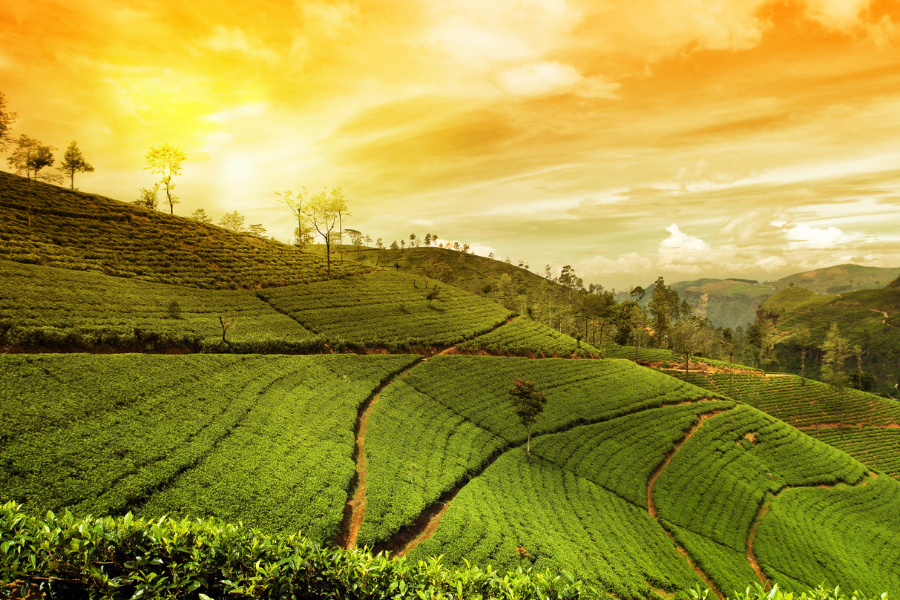 Splendour of Kerala – Munnar Special - Image 1