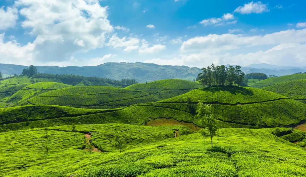 Splendour of Kerala – Munnar Special
